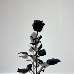 Fucsia Panther 60 cm