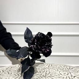 Fucsia Panther 60 cm